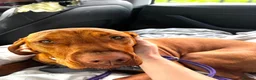 Hungarian Vizsla dogs for sale: KC Viszla needs rehoming 1 year 2 months - Advert 2