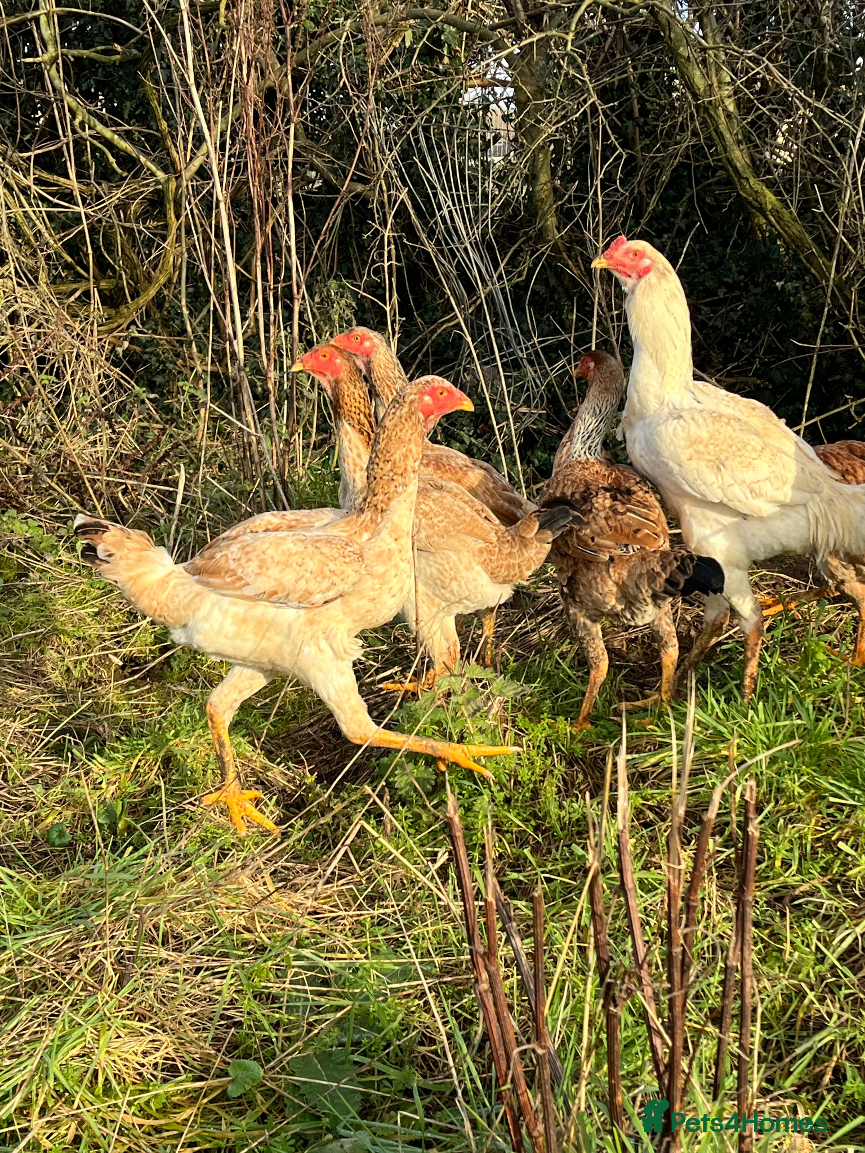 Chickens poultry for sale: Indio Gigante *LARGE BIRDS Portuguese bloodlines* - Advert 3