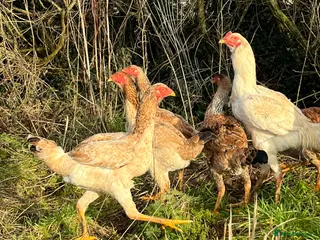 Chickens poultry for sale: Indio Gigante *LARGE BIRDS Portuguese bloodlines* - Advert 3