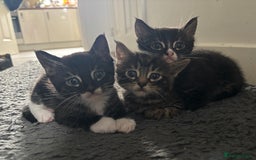 Maine Coon cats for sale: Super friendly fluffy Maine coon X Bengal kittens - Image 4