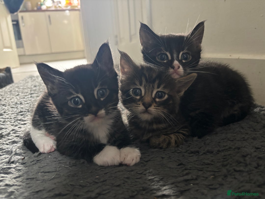 Maine Coon cats for sale: Super friendly fluffy Maine coon X Bengal kittens - Image 4