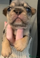 French Bulldog dogs Fabulous French bulldogs of excellent quality - Advert 2