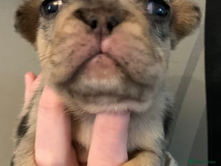 French Bulldog dogs French bulldogs need loving new homes - Advert 1