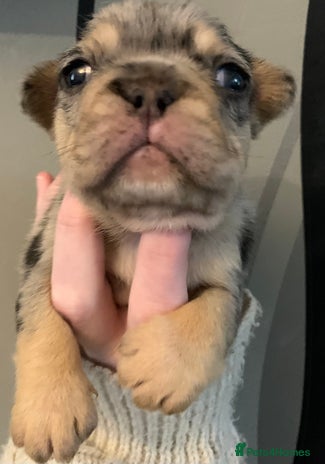 French Bulldog dogs French bulldogs need loving new homes - Advert 1