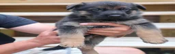 German Shepherd dogs for sale: Blood champions german shepherd puppies  in Hull - Advert 6