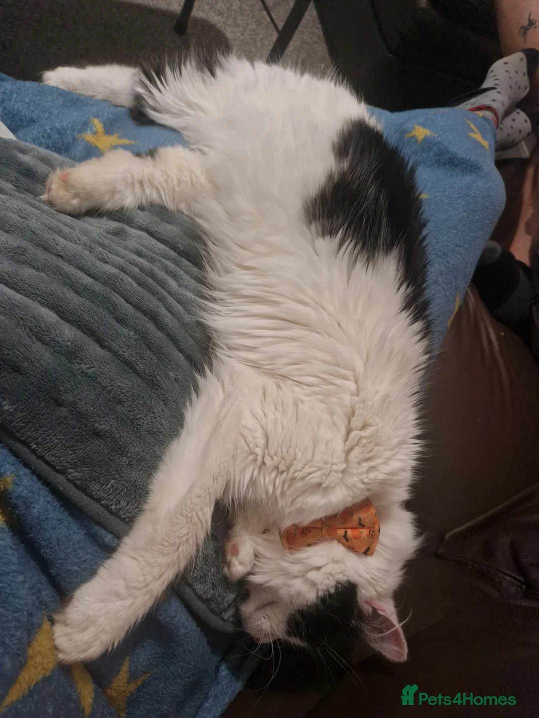 Mixed Breed cats for sale: Smudge- fluffy loving cat - Advert 6