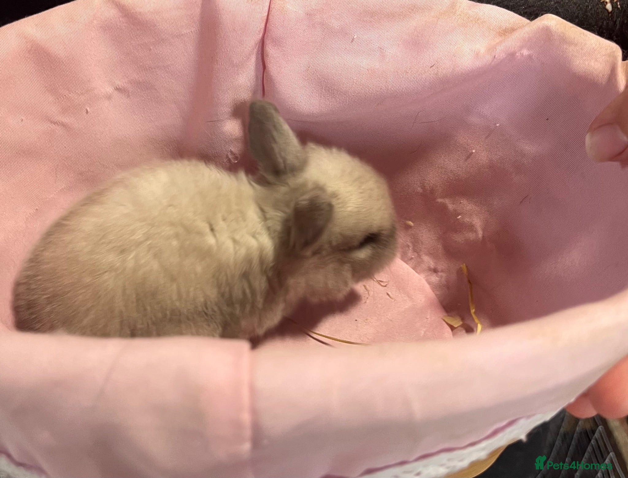 Mini Lop rabbits Early Summer 2026 - Advert 2
