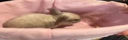Mini Lop rabbits for sale: Early Summer 2026 - Advert 2
