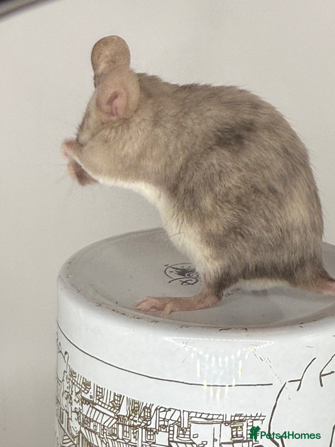 Mouse rodents for sale: Fancy mice - Image 3