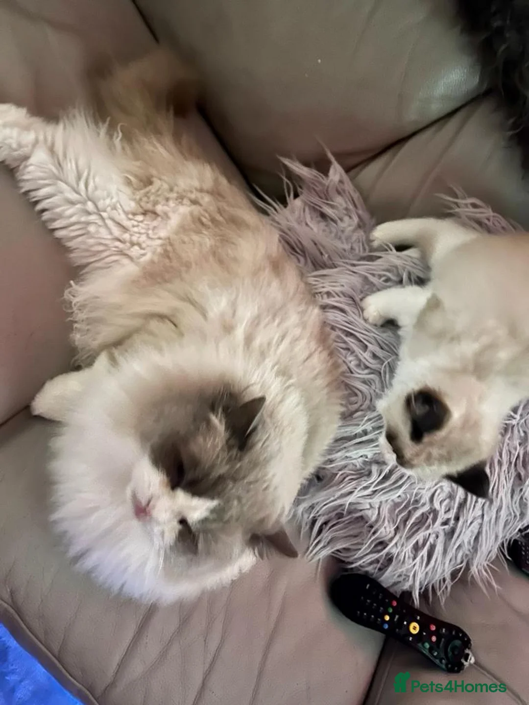 Ragdoll cats for stud: Ragdoll stud - Advert 3