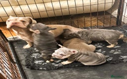 French Bulldog dogs for sale: Your next best friend  - Image 5