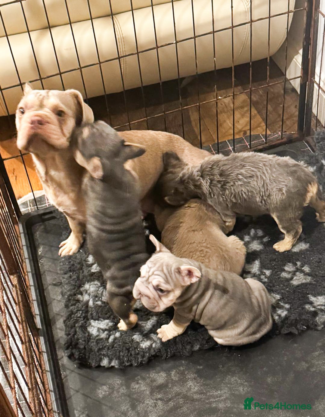 French Bulldog dogs for sale: Your next best friend  - Image 5