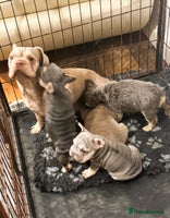 French Bulldog dogs - Advert 12