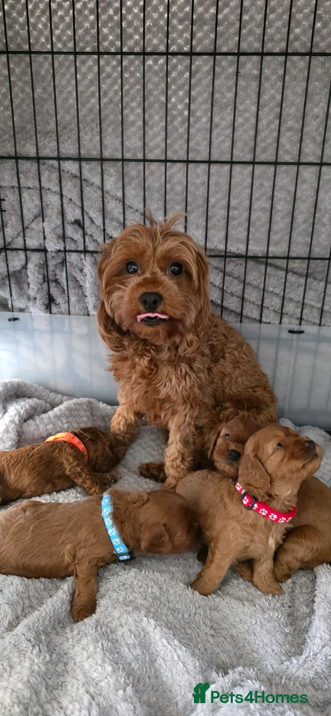Cavapoo dogs for sale: 🌟HEALTH TESTED CAVAPOO F1B - Advert 1