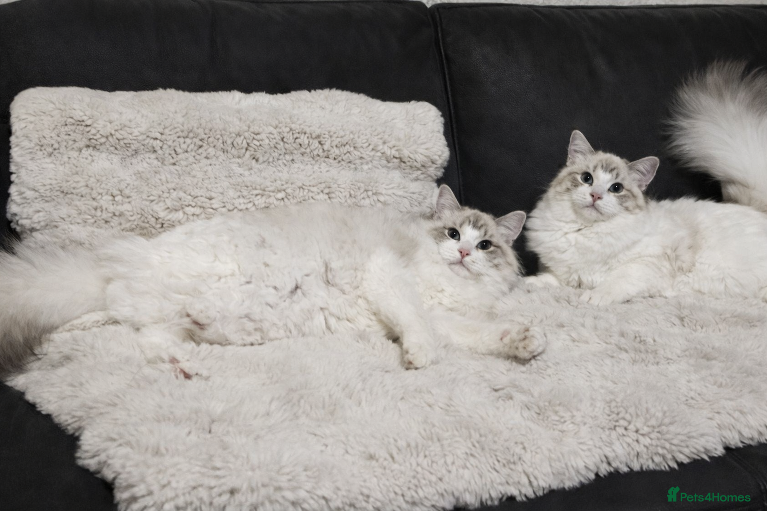 Ragdoll cats Beautiful GCCF Registered kittens  - Advert 11