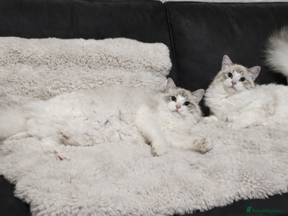 Ragdoll cats Beautiful GCCF Registered kittens - Advert 12