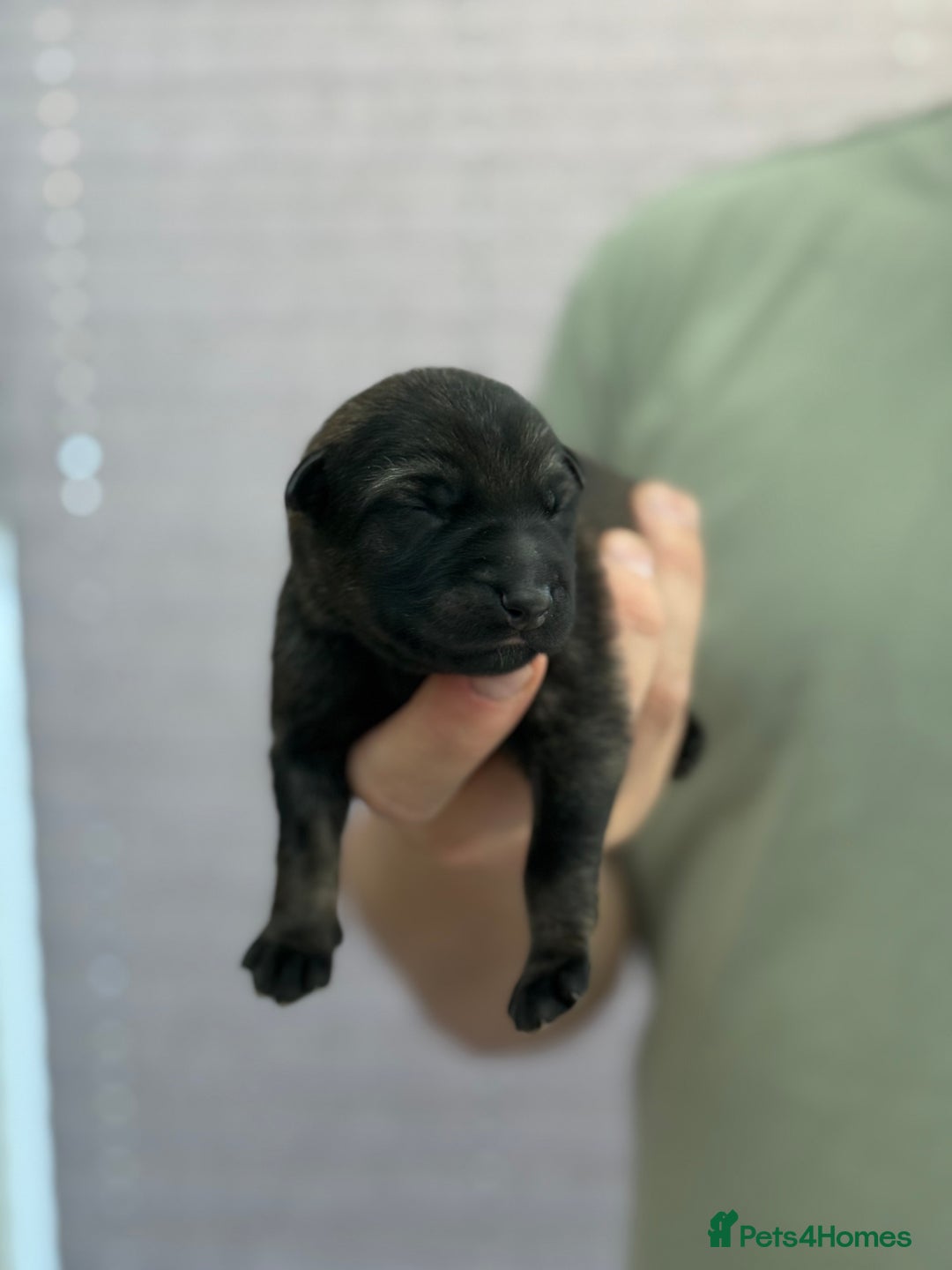 German Shepherd dogs for sale: German Shepherd Puppies  - Image 10