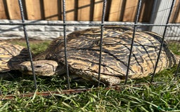 Tortoise reptiles for sale: RESERVED Breeding pair of leopard tortoises  - Image 2