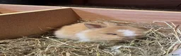 Lionhead rabbits for sale: Beautiful Lionhead Bunnies  - Advert 12