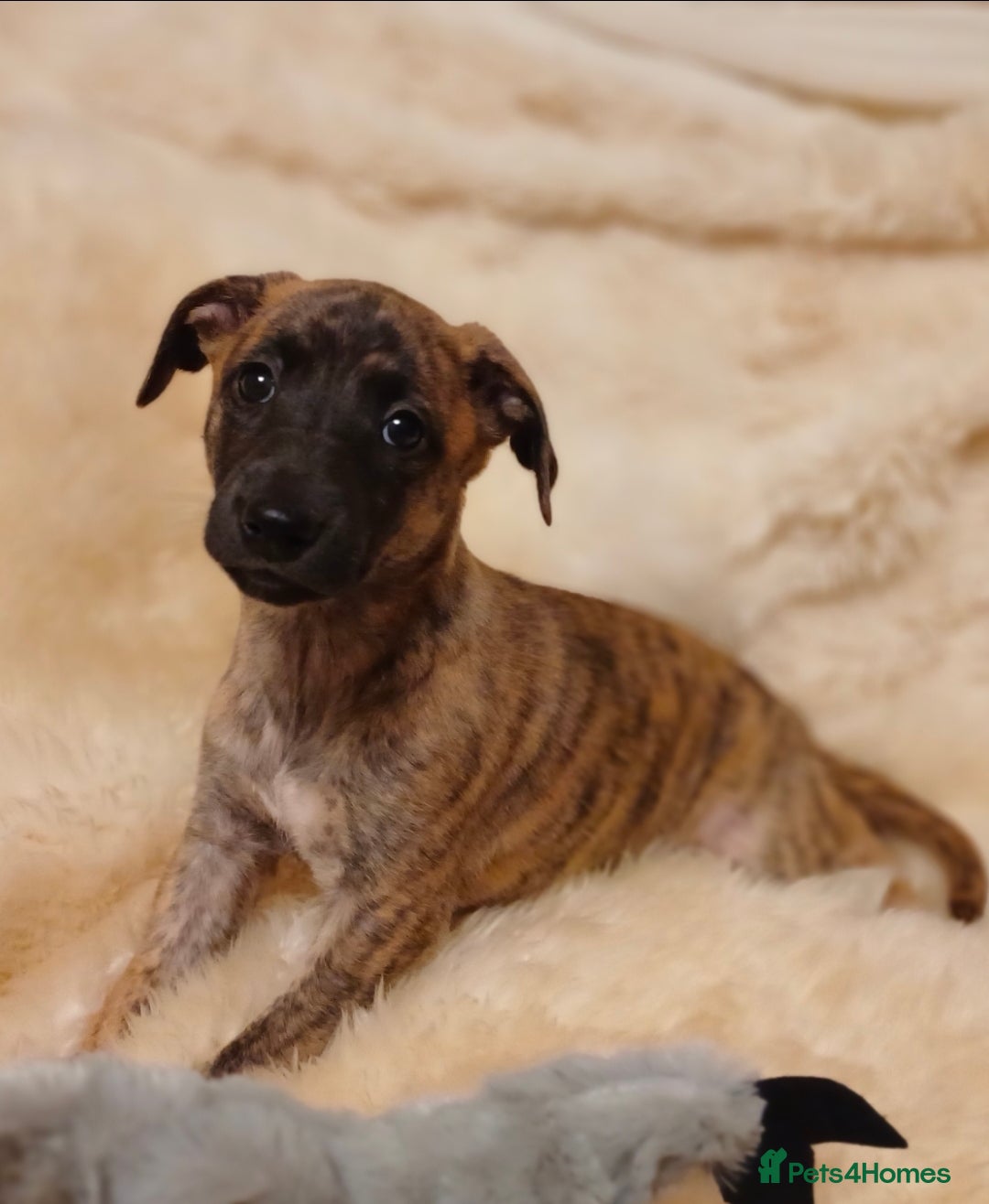 Whippet dogs KC  REG WHIPPET PUPS - Advert 5