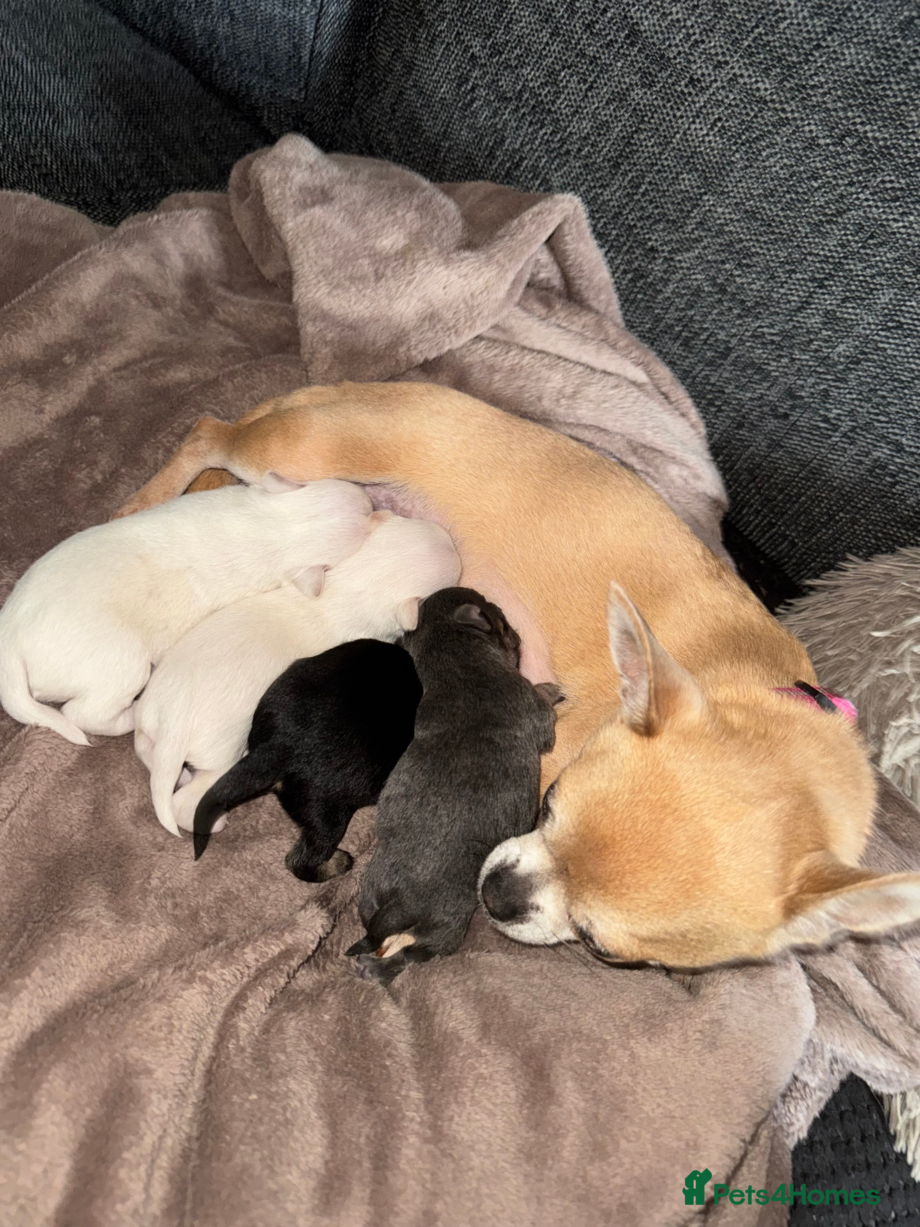 Chihuahua dogs Chihuahua puppies 1 boy LEFT  - Advert 16