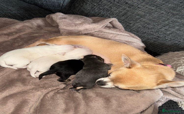 Chihuahua dogs Chihuahua puppies  - Advert 16