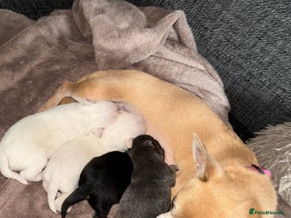 Chihuahua dogs Chihuahua puppies - Advert 15