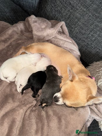 Chihuahua dogs Chihuahua puppies - Advert 1