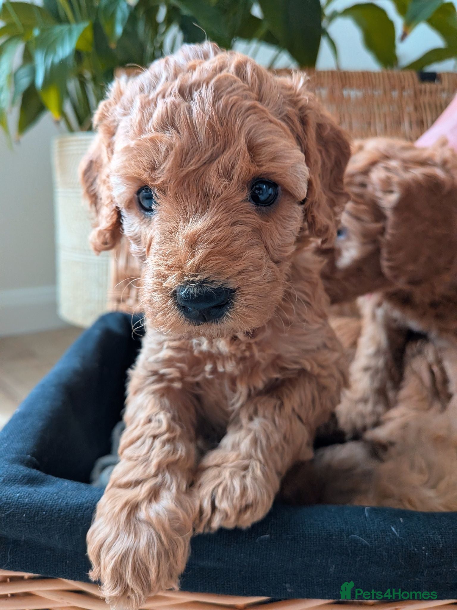 Miniature Poodle dogs KC Registered Red & Apricot Miniature Poodles - Advert 2