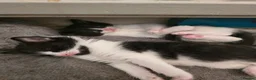 Mixed Breed cats for sale: Kittens - Advert 8