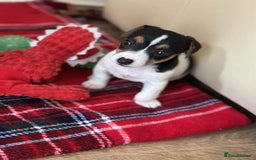 Jack Russell dogs for sale: Jack Russell Pure Breed Puppy’s  - Image 35