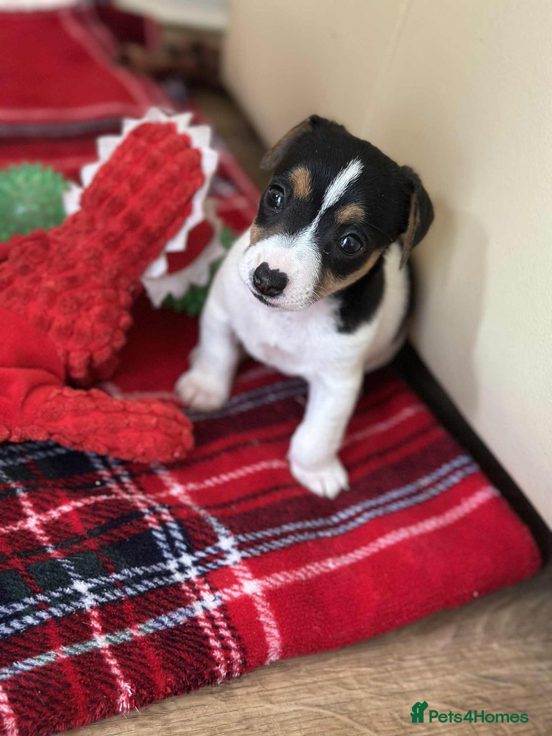 Jack Russell dogs for sale: Jack Russell Pure Breed Puppy’s  - Image 35