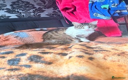 Mixed Breed cats for sale: Kitty girl for sale - Image 1