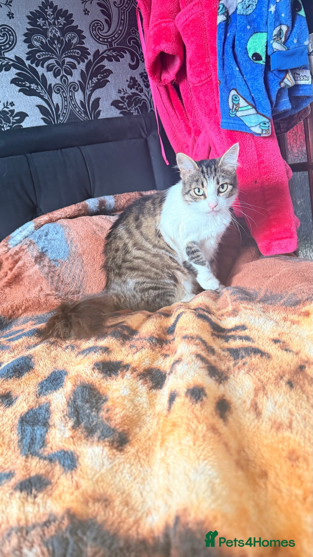 Mixed Breed cats for sale: Kitty girl for sale - Image 1