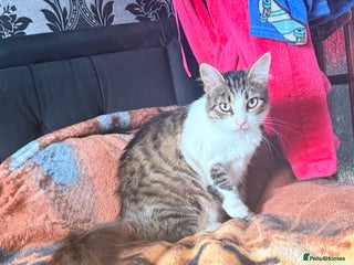 Mixed Breed cats for sale - Advert 1