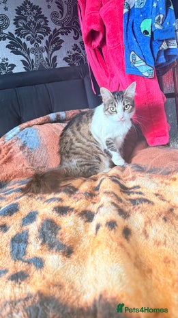 Mixed Breed cats - Advert 2