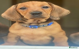 Dachshund dogs for stud: Kc registered standard smooth stud  in Newton Abbot - Image 26