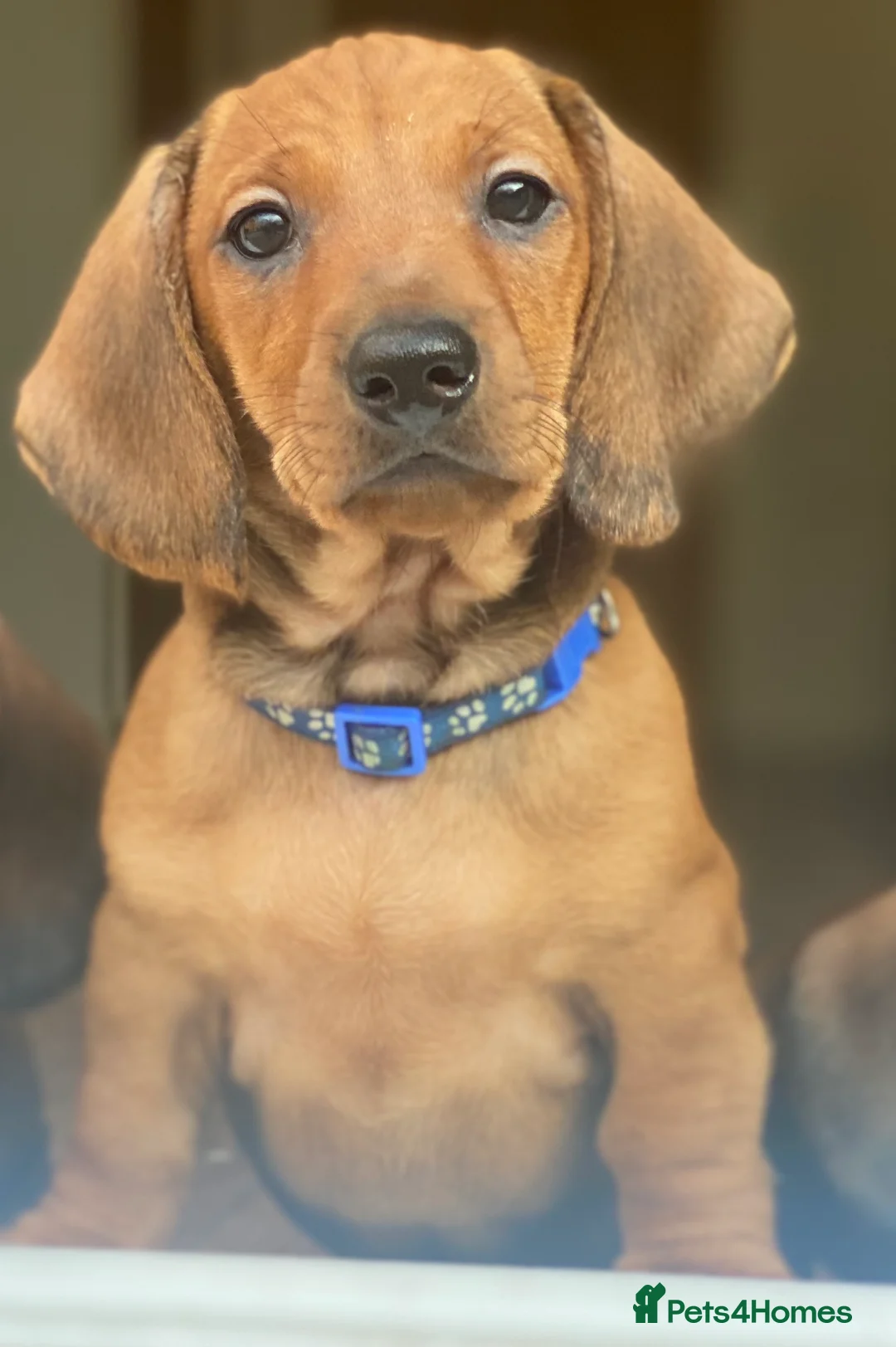 Dachshund dogs for stud: Kc registered standard smooth  in Newton Abbot - Advert 26