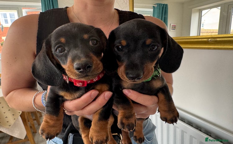 Miniature Dachshund dogs - Advert 10