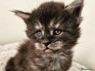 Maine Coon cats Beautiful Maine Coon kittens - Advert 18