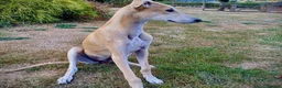 Mixed Breed dogs for adoption: Lyra 6 month old puppy- sweetheart  in Usk - Advert 6
