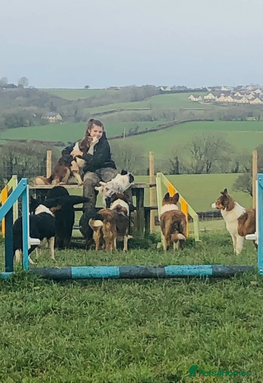 Australian Shepherd dogs for sale: Boys and girls available  - Advert 2