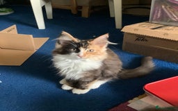 Norwegian Forest Cat cats for sale: Beautiful Pedigree Bencleuch Babies - Image 5