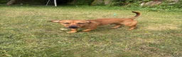 Mixed Breed dogs for sale: Rolo 7months old in Budleigh Salterton - Advert 2