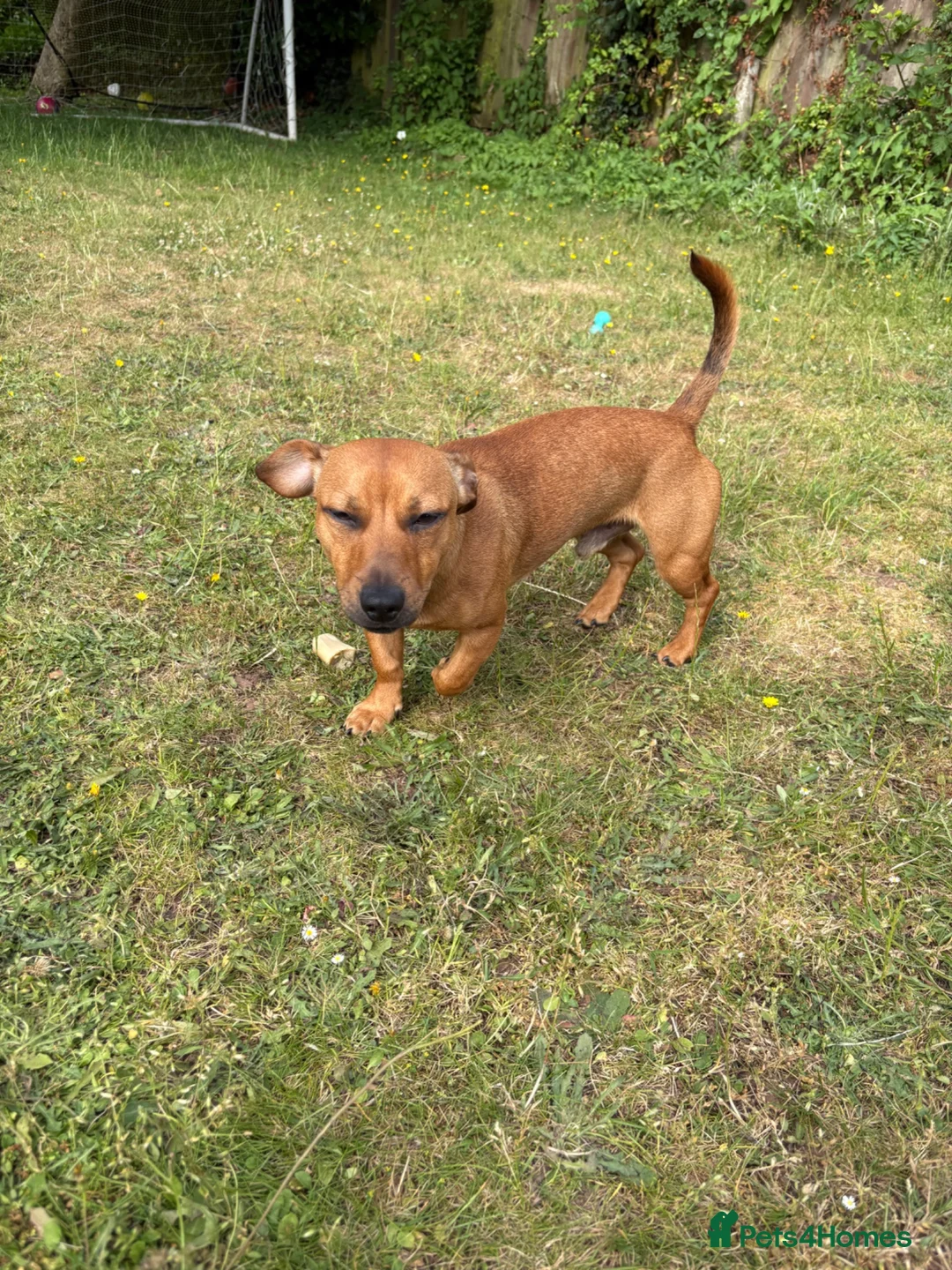 Mixed Breed dogs for sale: Rolo 7months old in Budleigh Salterton - Advert 2