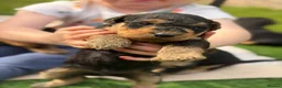 Airedale Terrier dogs for sale: ⭐️ KC AIREDALE PUPS FROM LICENSED BREEDER ⭐️ - Advert 9
