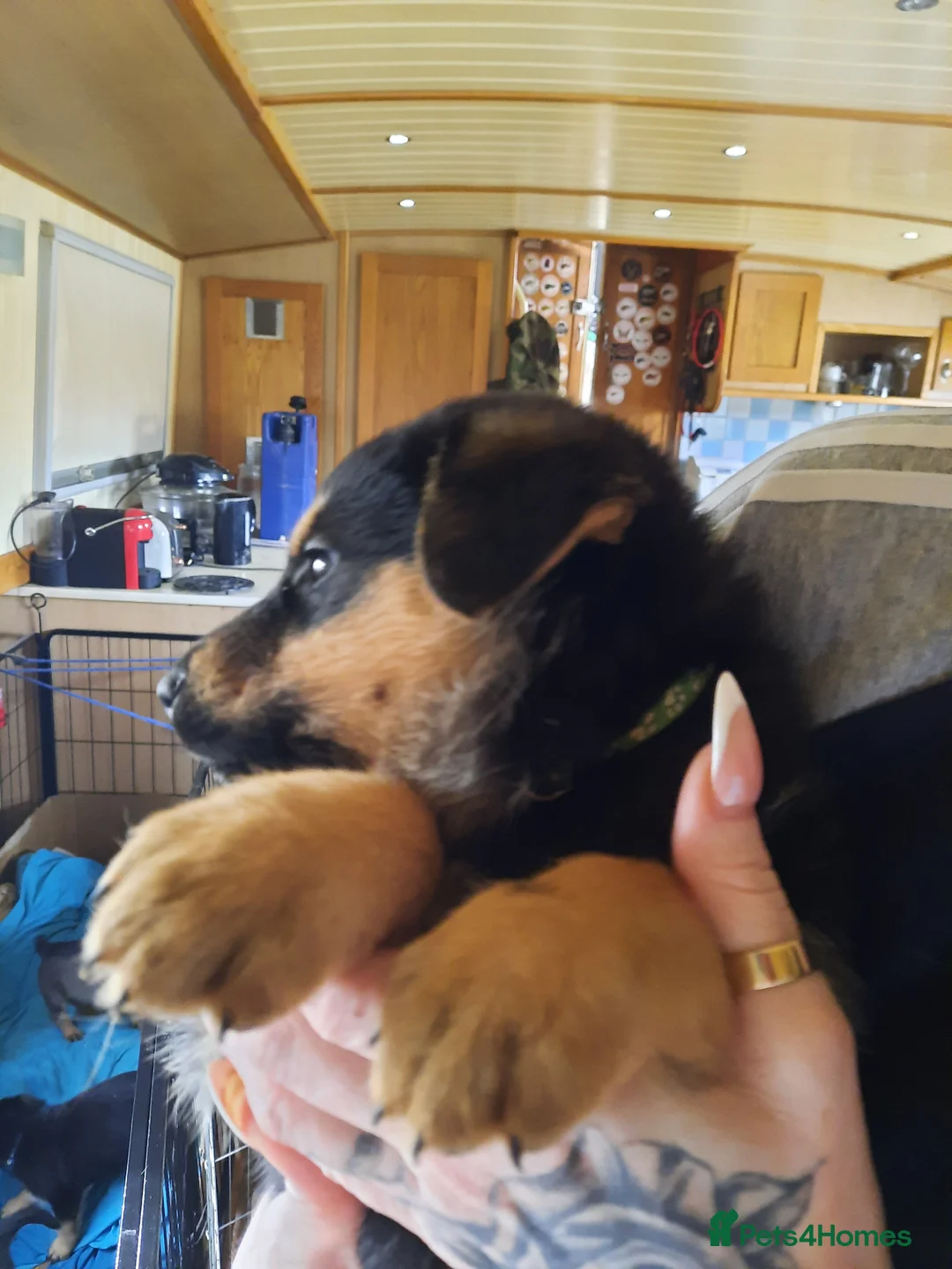 Mixed Breed dogs for sale: Rottweiler X German Shepherd Puppies  in Bristol - Advert 12