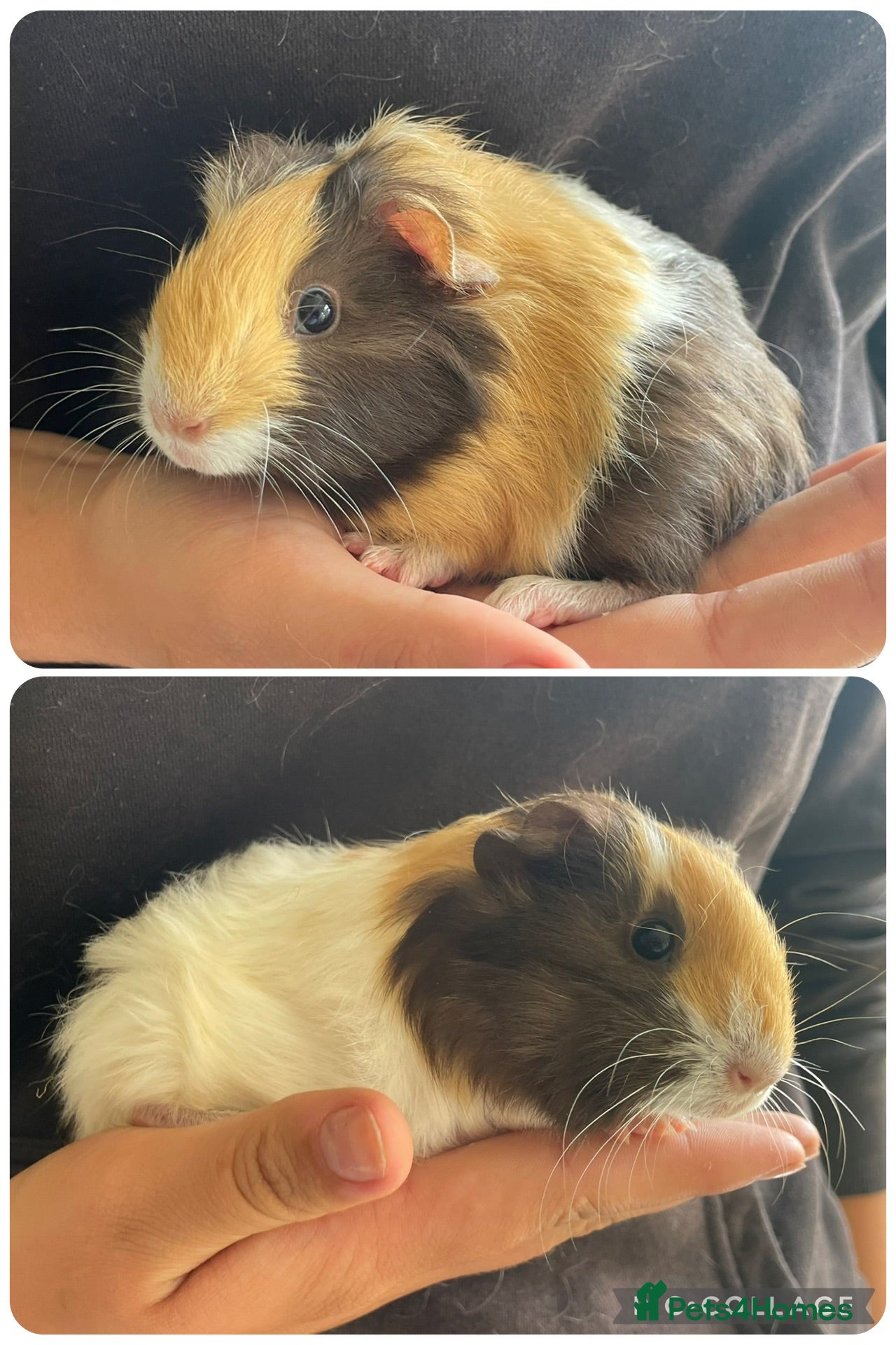 Guinea Pig rodents Baby boar guinea pigs  - Advert 22