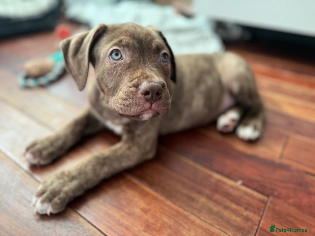 American Bulldog dogs for sale: American bulldog puppies for sale  - Image 3