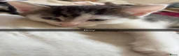 Mixed Breed cats for sale: Beautiful kittens for sale  - Advert 5